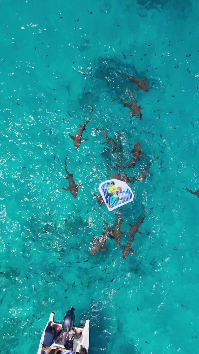 Seen from above: nurse sharks circling in clear shallow water beside a float and a moored boat.