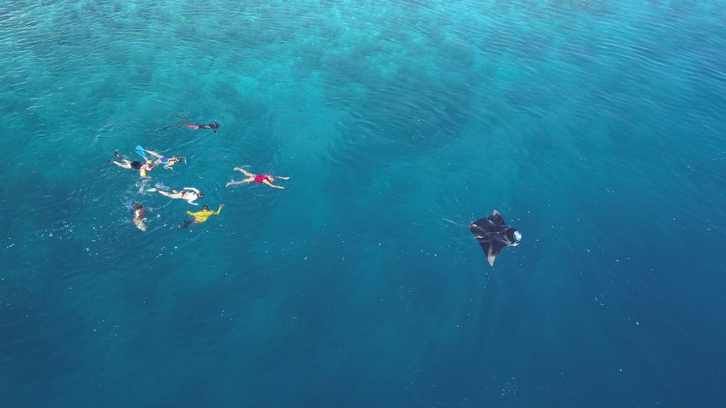 Seen from above: a group of snorkellers in open water with a manta ray beneath them.
