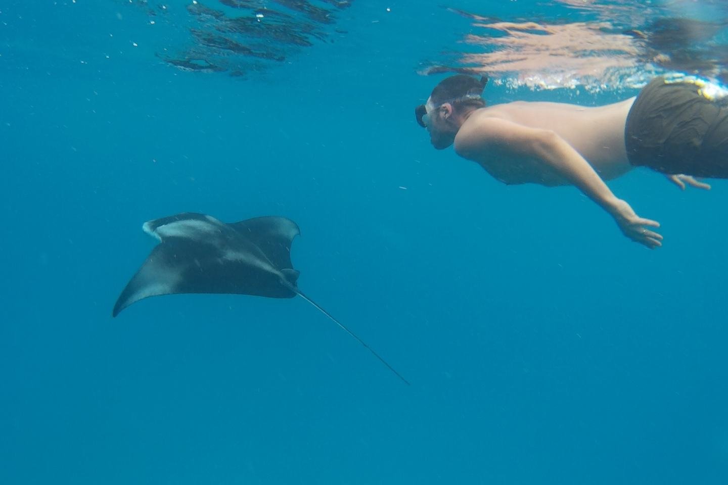 A manta ray gliding past a snorkeller, its tail trailing behind it.