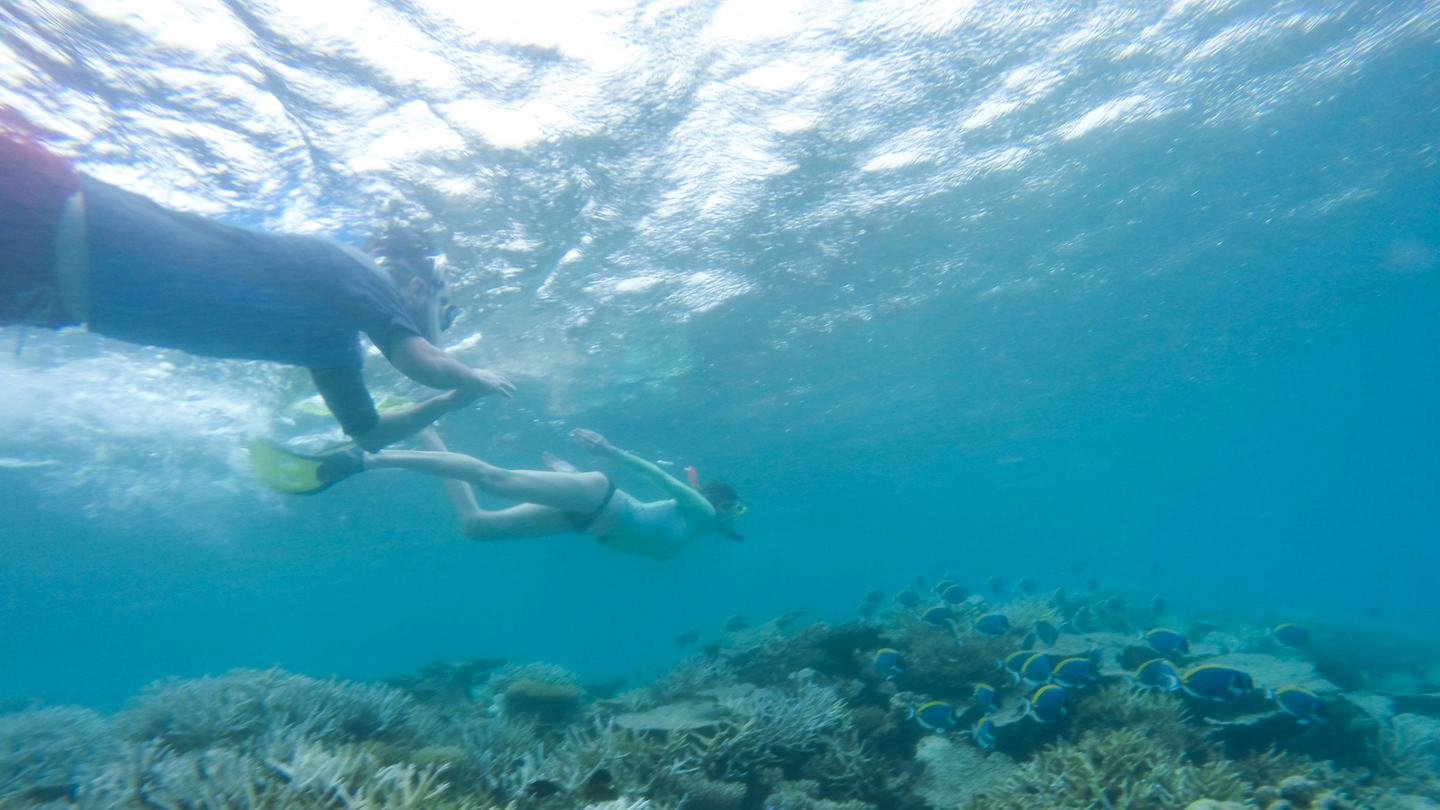 A snorkeller moving over a shallow coral reef.