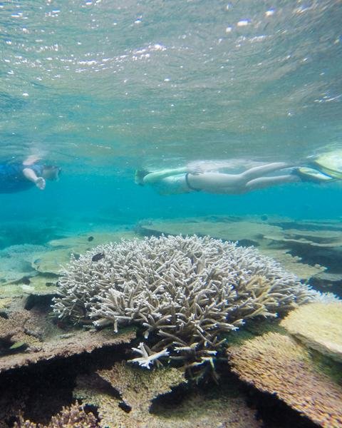 Coral heads under clear water on the house reef off Ukulhas.